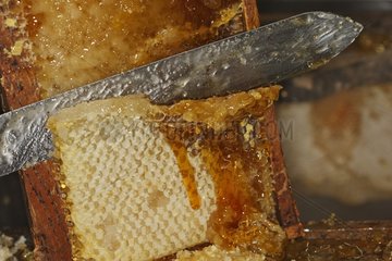 Taking honey in the honey factorie Baie de Somme France