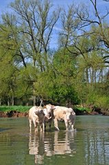 Charolaise Kühe in Allan River zur Allenjoie Franche-Comte
