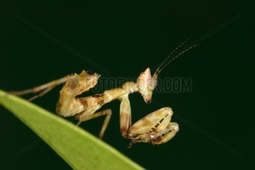 Young Mantid at steal in a breeding