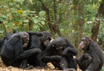 Eastern common chimpanzee grooming Gombe NP Tanzania