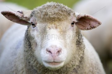 Porträt eines Schafs Pn Breitenbach Ballons des Vosges