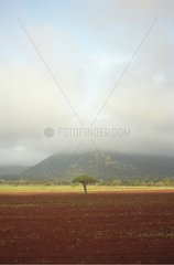 Lone tree in savanna Moshi region North-eastern Tanzania