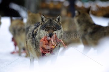 Wolf fed a chicken and holding it in its mouth