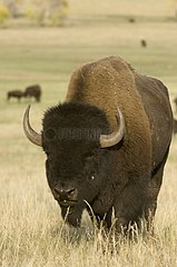 Bison Custer State Park Black Hills South Dakota