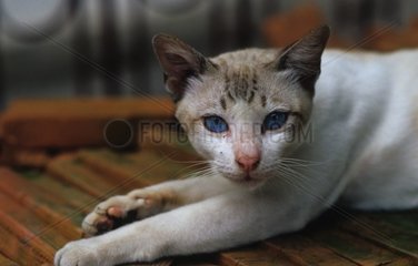 Rinnenkatze mit blauen Augen Thailand