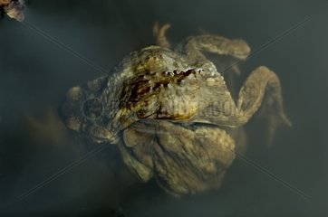European toads mating in a pond Correze France