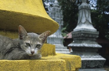 Die Tabby -Katze verlängerte sich auf einem buddhistischen Heiligtum Kampuchea