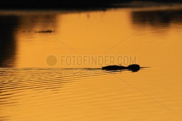 Nutria swimming in the Allier river at twilight France