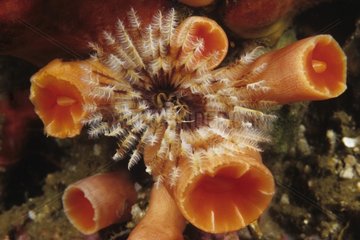 Featherduster worm among an Orange cup coral Komodo