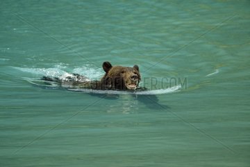 Grizzli bathing in a glacial lake Alaska USA