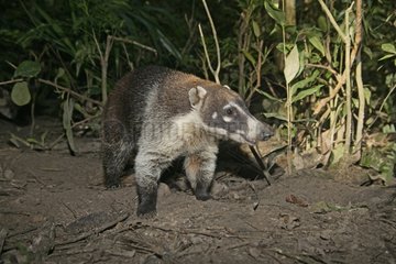 White nosed Coati in undergrowth of tropical forest Belize