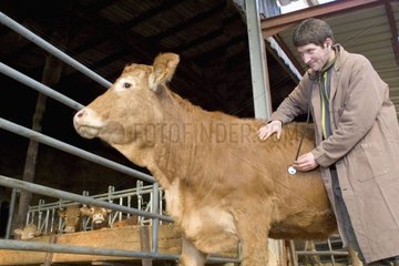 Veterinary surgeon looking after a Cow limousine France