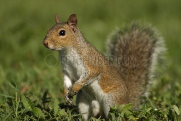 Eastern Gray Squirrel Florida USA