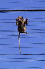 Macaque crabier mordant les fils téléphoniques Thaïlande