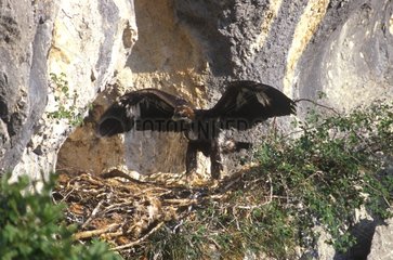 Young Golden eagle in nest stretching its wings France
