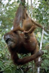 Mère Orang outan et son petit dans les arbres Indonésie