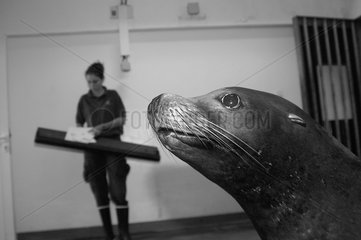 California Sea Lion's Training Nausicaa Frankreich