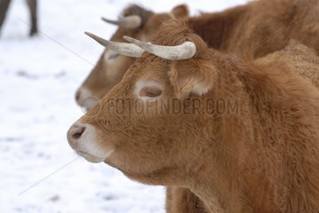 Aubrac heifers cross two years in winter France