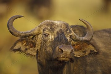 Portrait of Cape Buffalo in Savannah Masai Mara Kenya