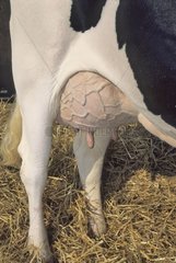 Schlechter von Holstein Cow zum Hangar Frankreich