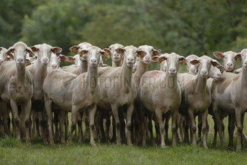 Herd of Ewes of Lacaune breed