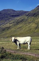 Vache dans le pâturage Vallée d'Hecho Espagne
