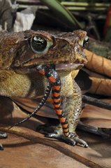 Cane toad eating a short-ground snake French Guiana