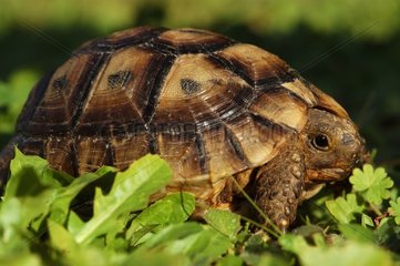 Porträt einer jungen Schildkröte