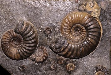 Ammonites Aegoceras du Jurassique partiellement dégagées