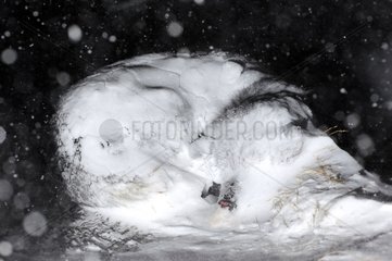 Sleeping dog sledding in snow Greenland
