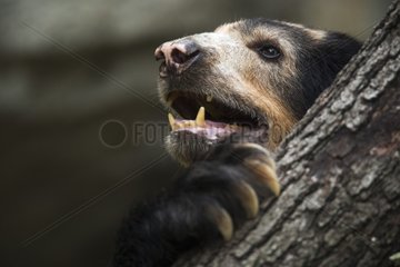Spectacled Bear holding a tree trunk Imbabura Ecuador