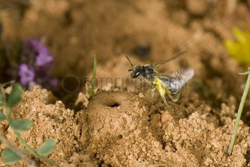 Sweat Bee landing in front of its nest on the ground France
