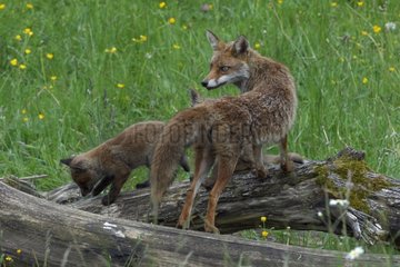 Red Fox and young on a dead tree trunk France