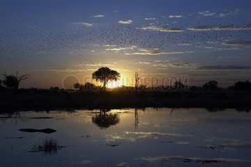 Sunrise on the Okavango Delta Botswana