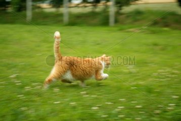 Cat running in the grass France