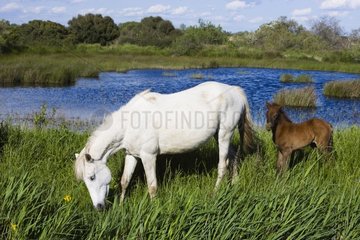 White Camargue horse with foal Camargue France