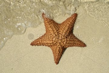 Sea Star failed on sand beach Bahamas