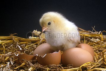 Chick Eggs and shells on straw