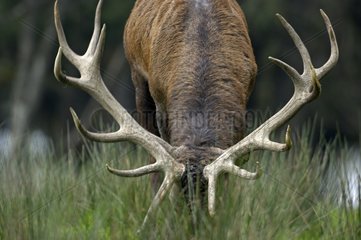 Red Deer male grazing at bellow time France