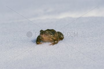 European frog surprised by the first snow of autumn France