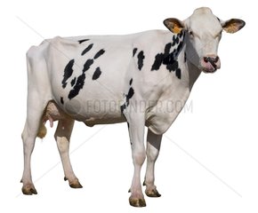 Holstein Cow steht im Studio
