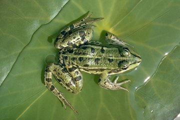 Grüner Frosch auf ein grünes Blatt gelegt