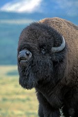 Portrait de bison mâle captif en rut Alberta Canada