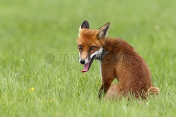 Red fox assis in a meadow Great Britain