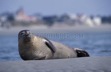 Siegel Seal am Strand Le Crotoy Baie de Somme