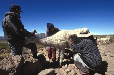 Eleveurs de lamas marquant leurs bêtes Bolivie