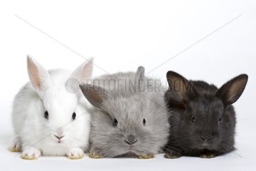 Portrait of young rabbits in studio
