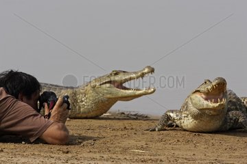 Photographer and common caimans Venezuelan Llanos