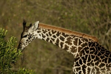 Girafe Masaï mangeant du feuillage Masaï Mara Kenya