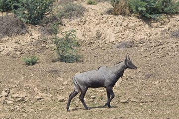 Nilgai walking in an arid zone Uttar Pradesh